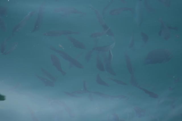 ނ